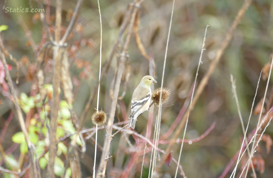 Goldfinch standing on a teasle seed head