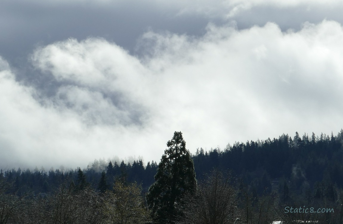 trees on the hill with sun lit clouds