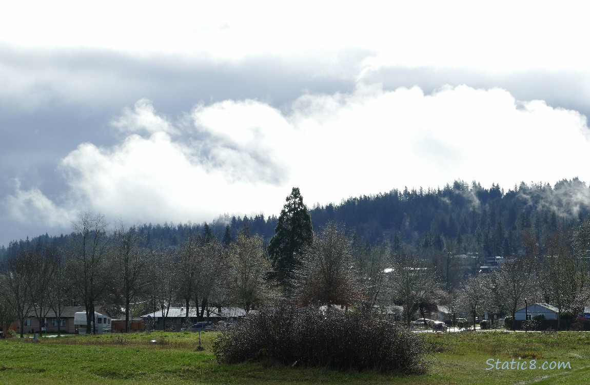 trees on the hill with sun lit clouds