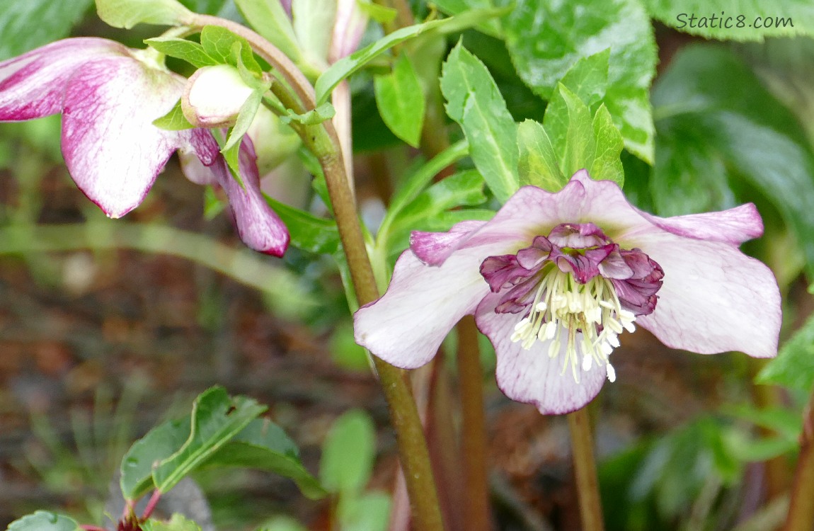 Red violet double petal Lenten Roses