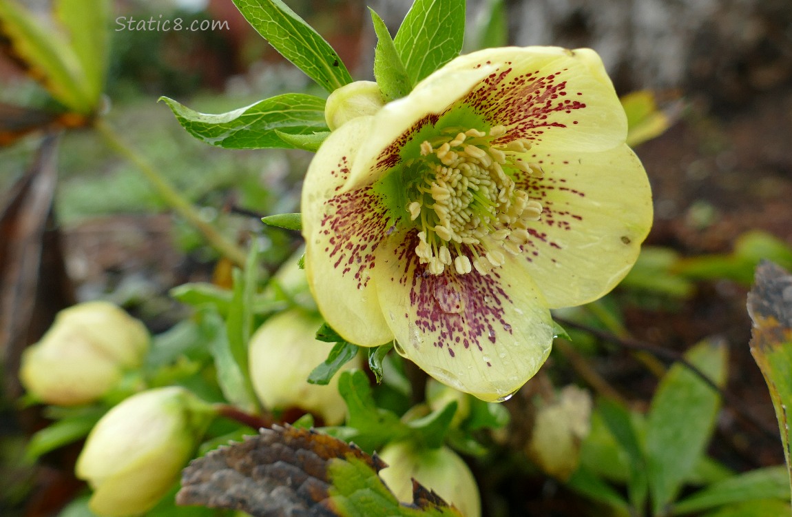 Close up of a yellow Lenten Rose