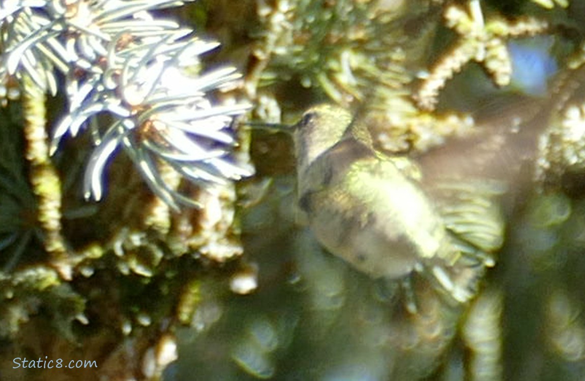 Blurry Anna Hummingbird flying in a spruce tree