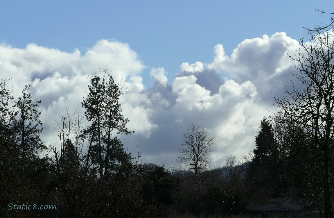 Puffy white clouds beyond silhouette of winter bare trees