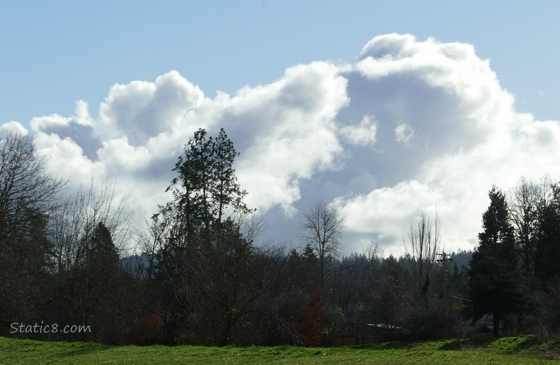 Puffy white clouds over winter bare trees