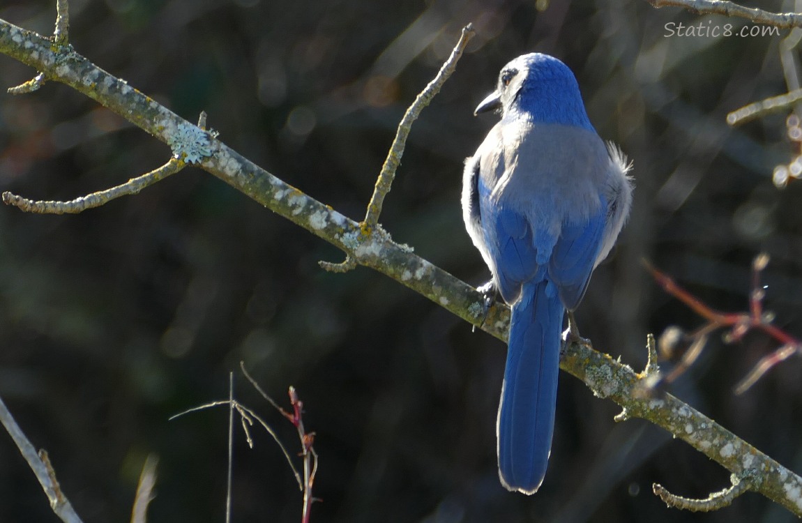 Scrub Jay standing on a twig, facing away