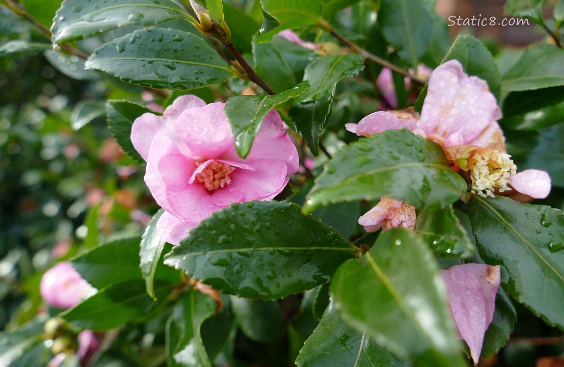 Pink Camellia blooms