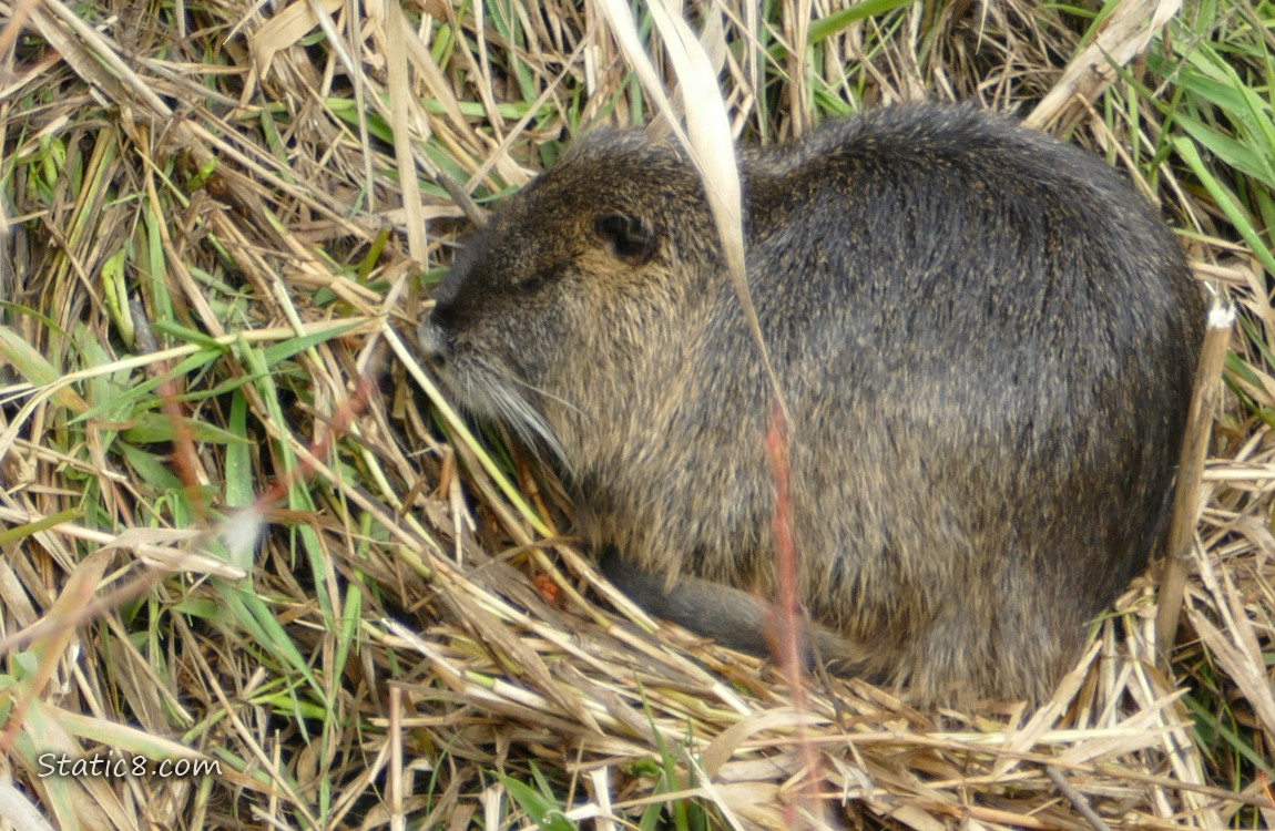 Nutria curled up and taking a nap in the grass