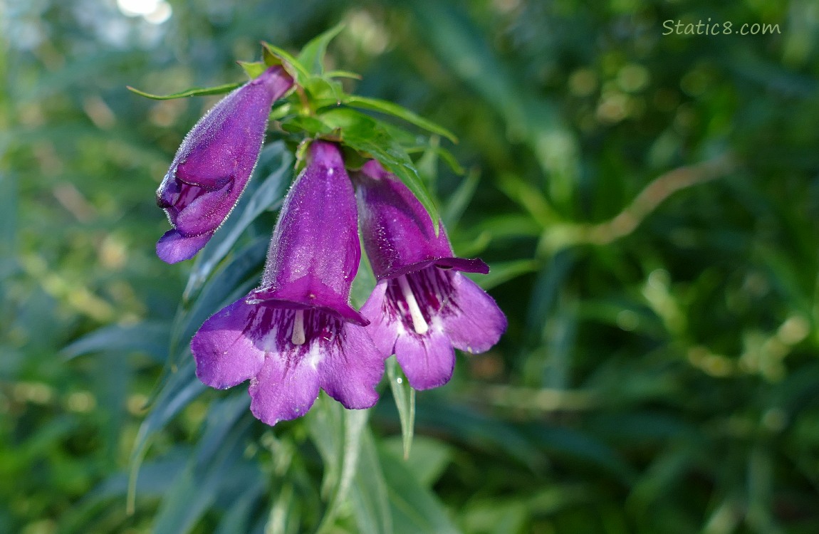 Purple Penstemon blooms