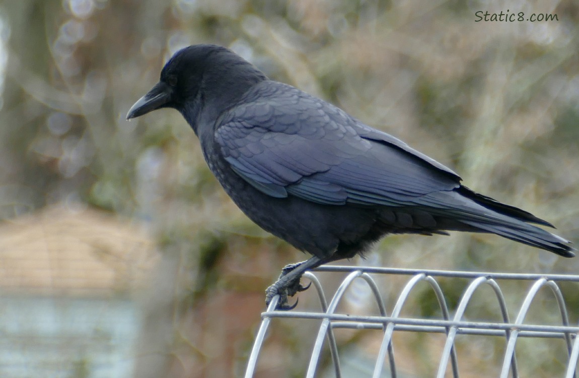 American Crow standing on a wire trellis