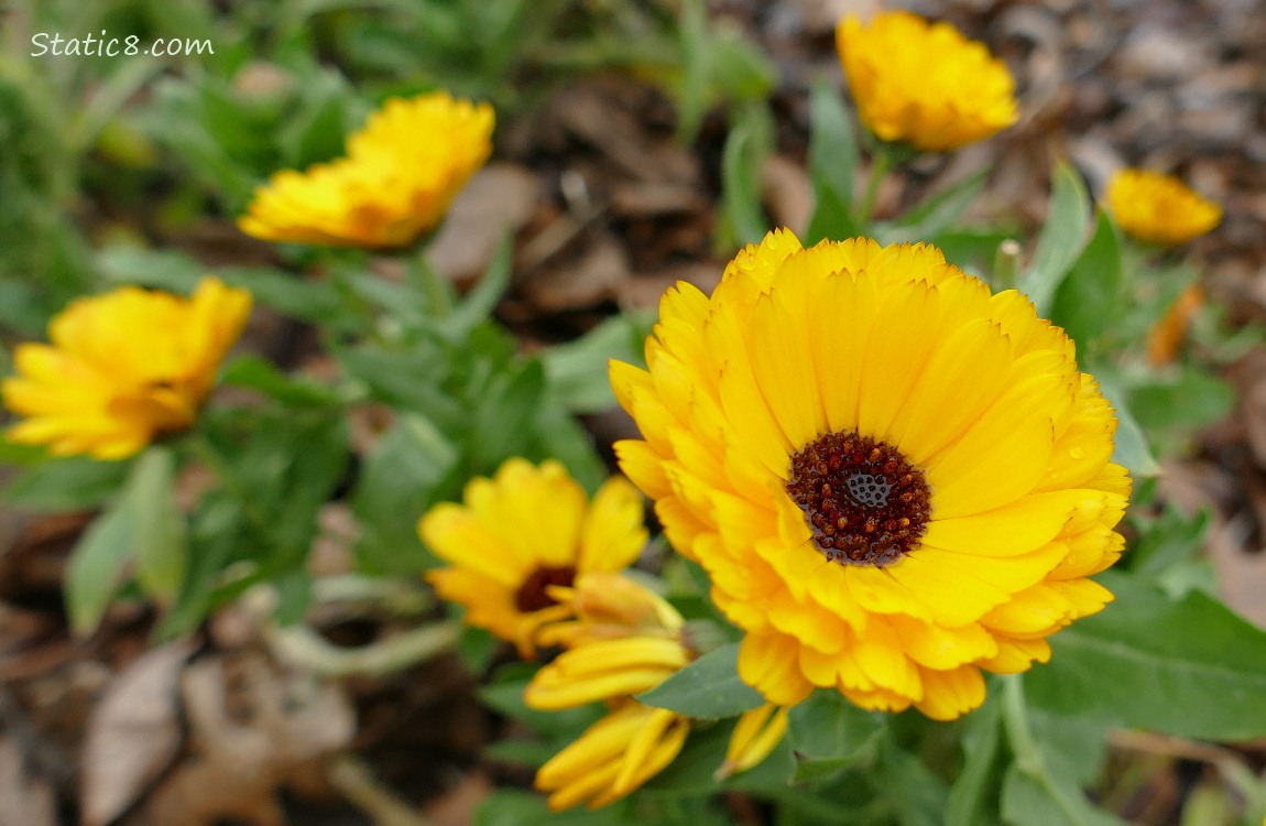 Calendula blooms