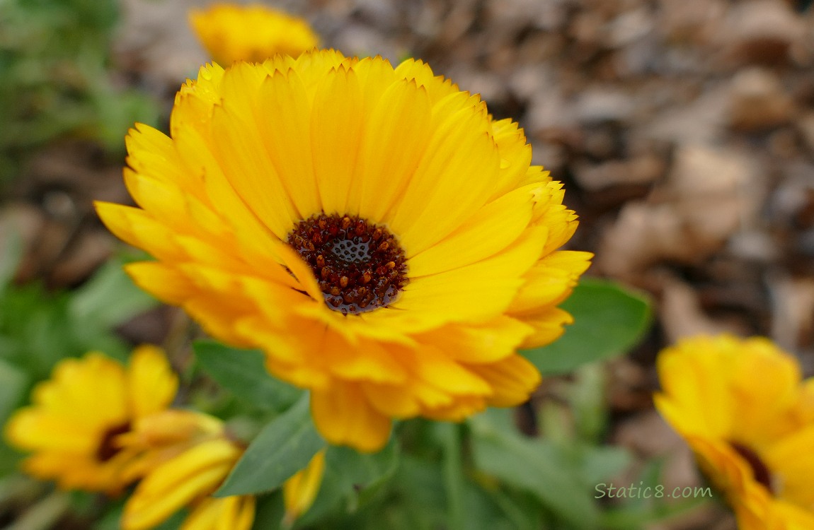 Calendula blooms