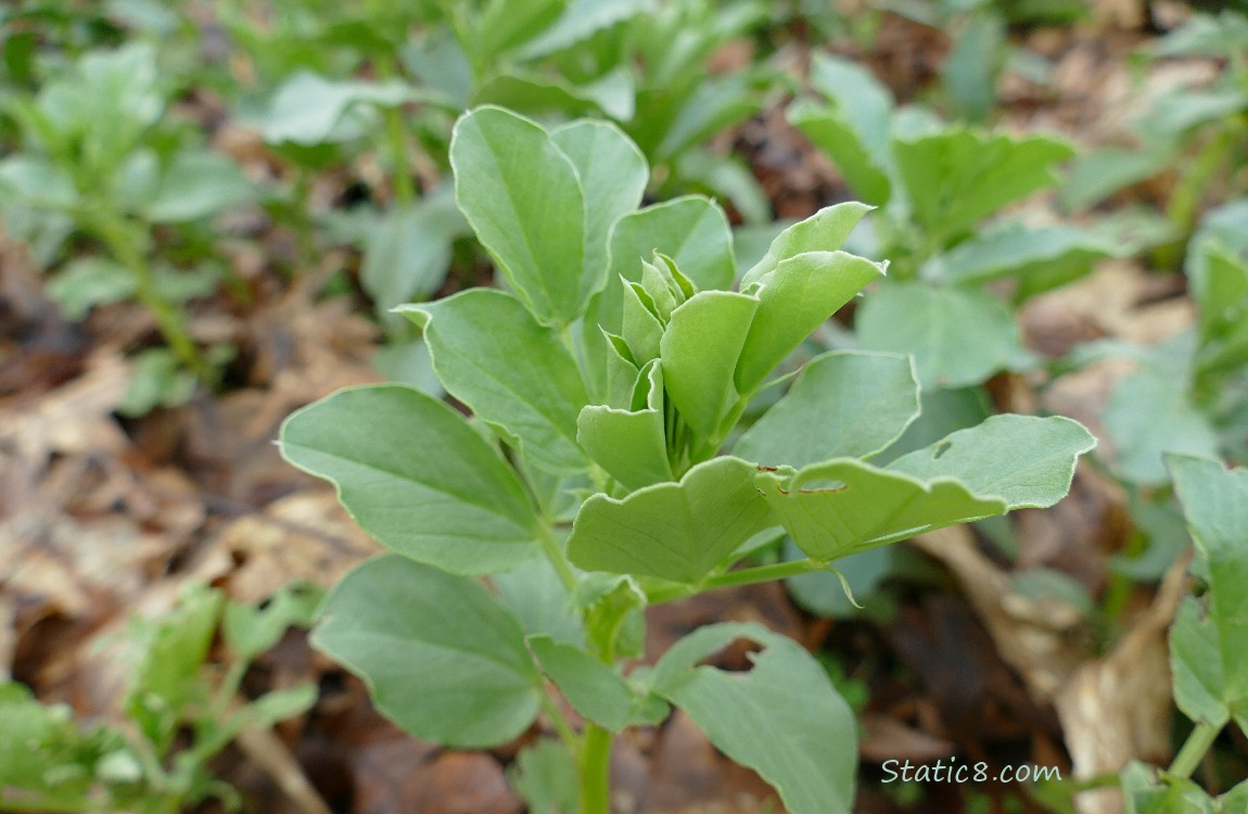 Fava plant