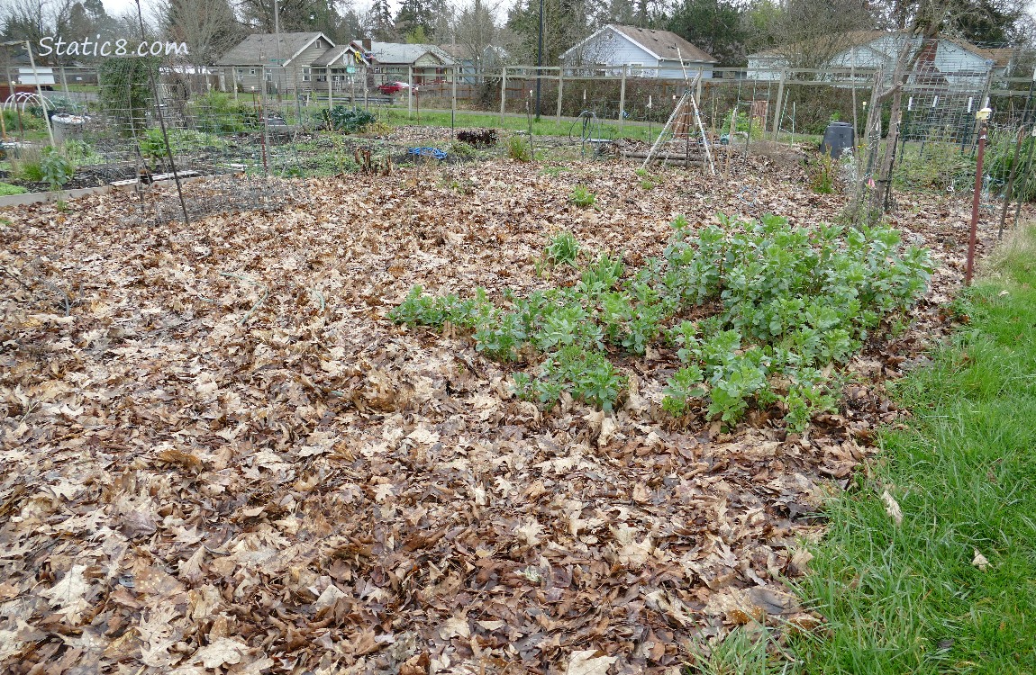 Garden plot