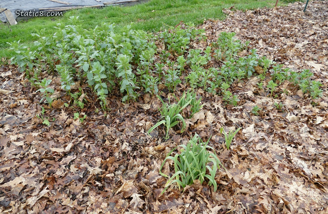 Garden plot with Favas and Garlics growing thru leaf mulch