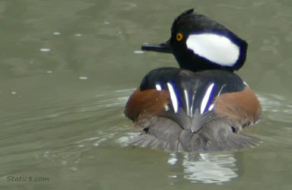 Male Hooded Merganser paddling on the water