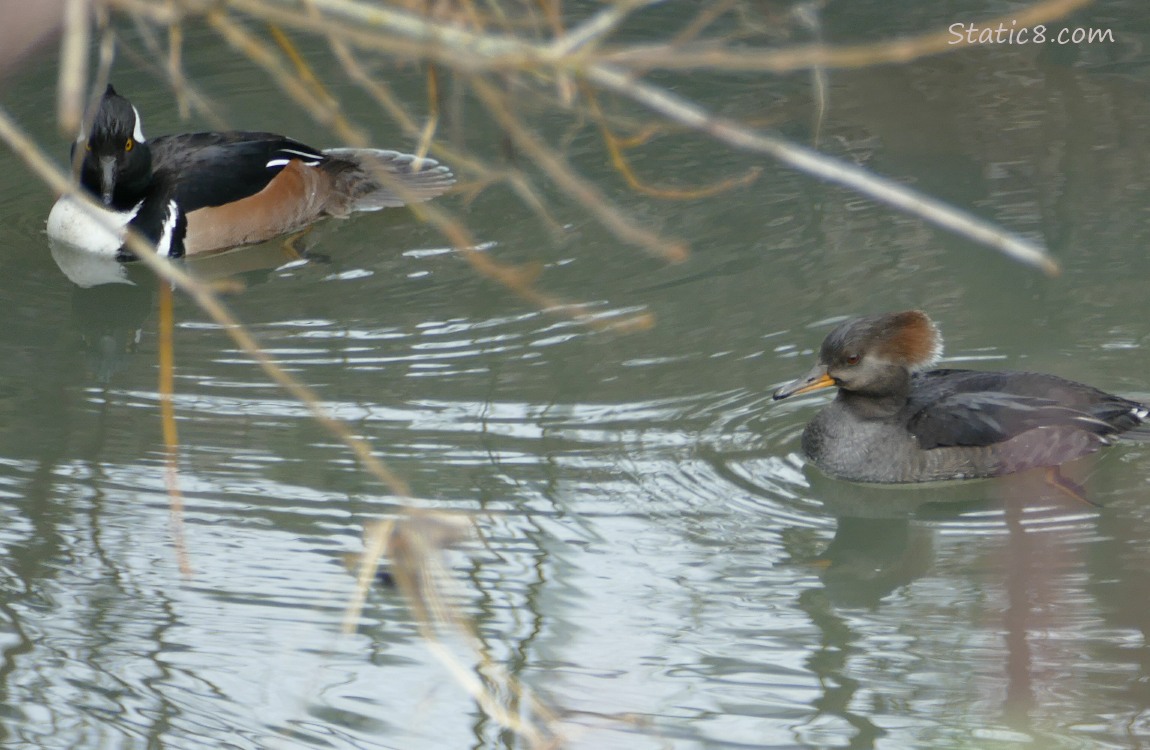 Pair of Hooded Mergansers paddling on the water behind sticks