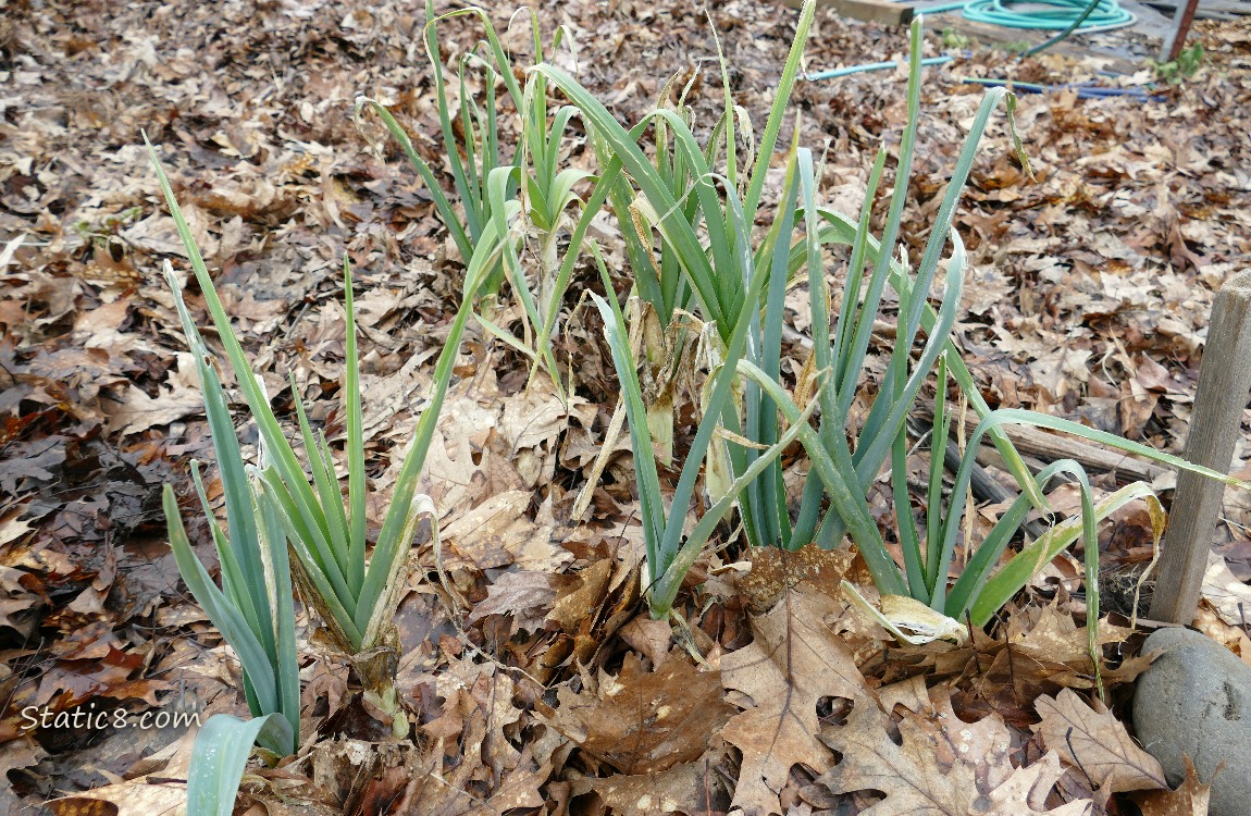 Leeks growing thru leaf mulch