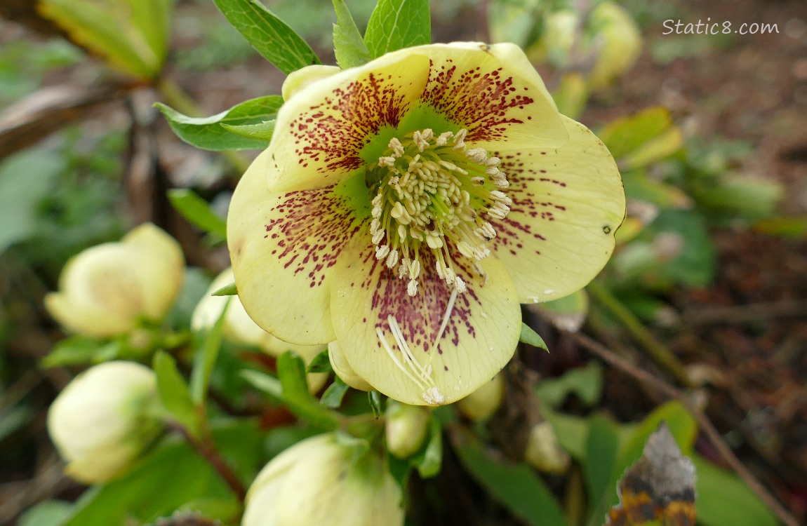 Yellow Lenten Roses