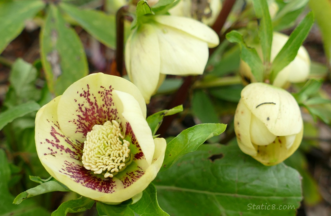 Yellow Lenten Roses