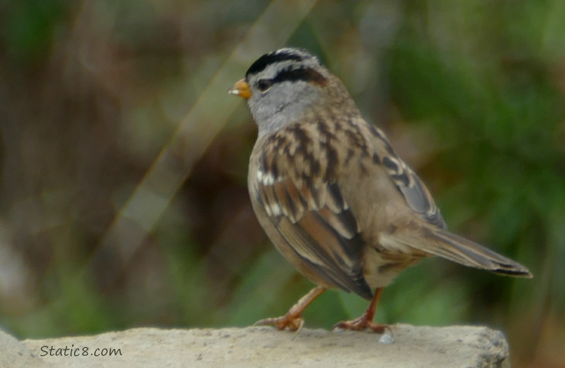 White Crown Sparrow standing on a platform