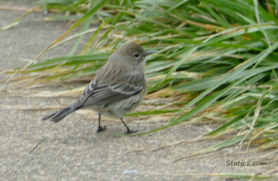 Yellow Rump Warbler standing on the sidewalk next to the grass