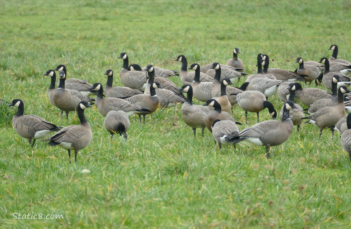 Cackling Geese standing and walking in the grass