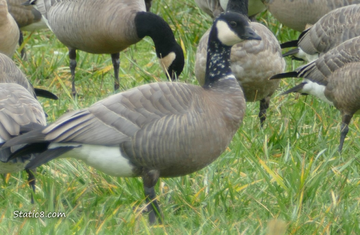 Cackling Goose with white spots on her black neck