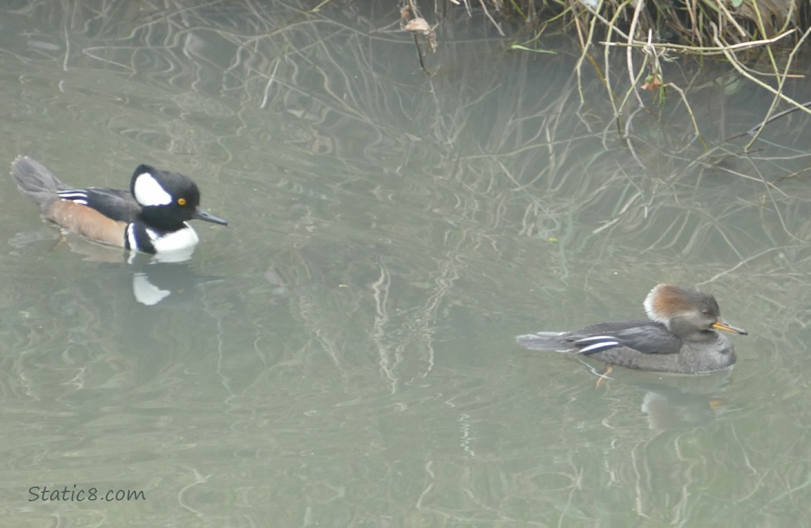 A pair of Hooded Mergansers paddling on the water