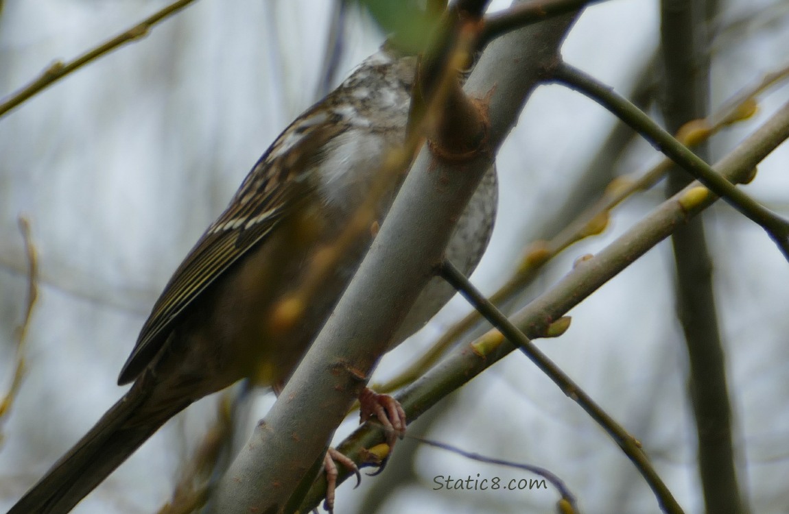 Golden Crown Sparrow with leucism standing behind a branch