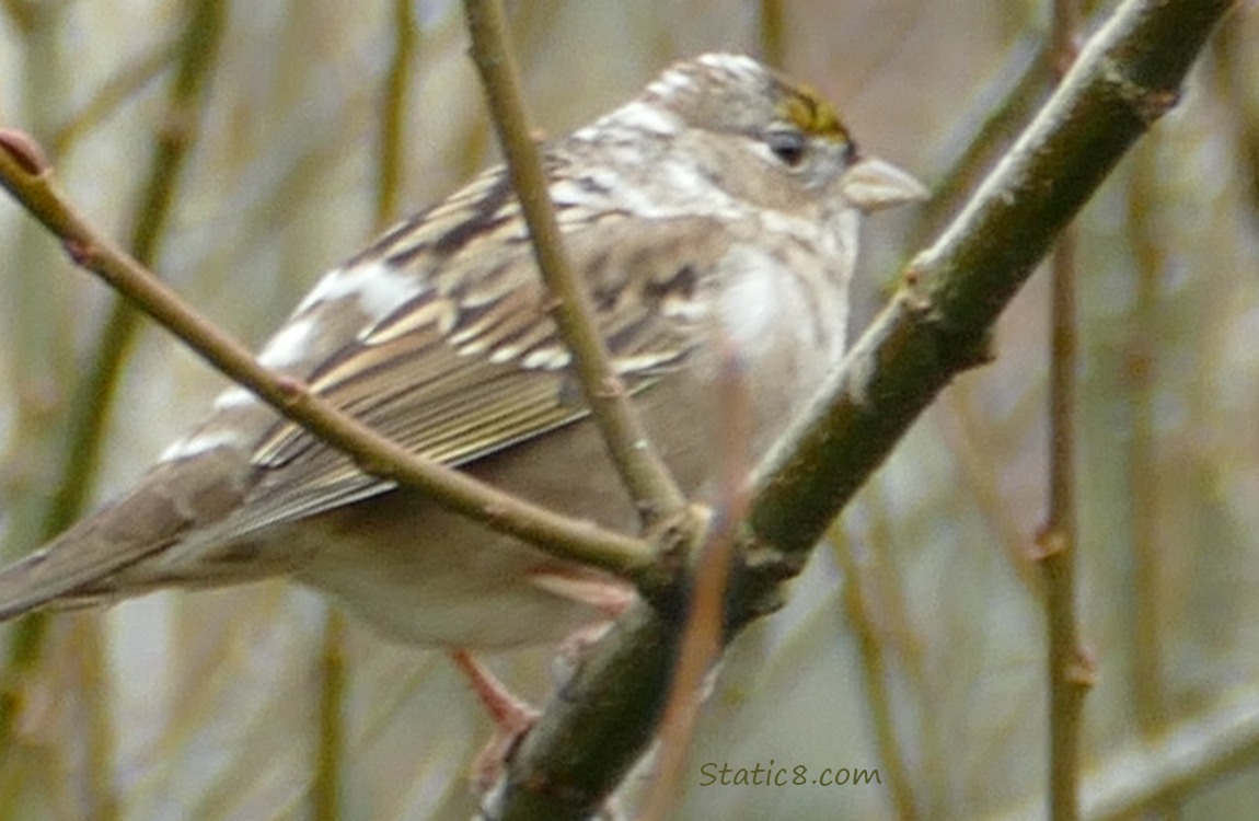 Golden Crown Sparrow with leucism standing in a winter bare bush