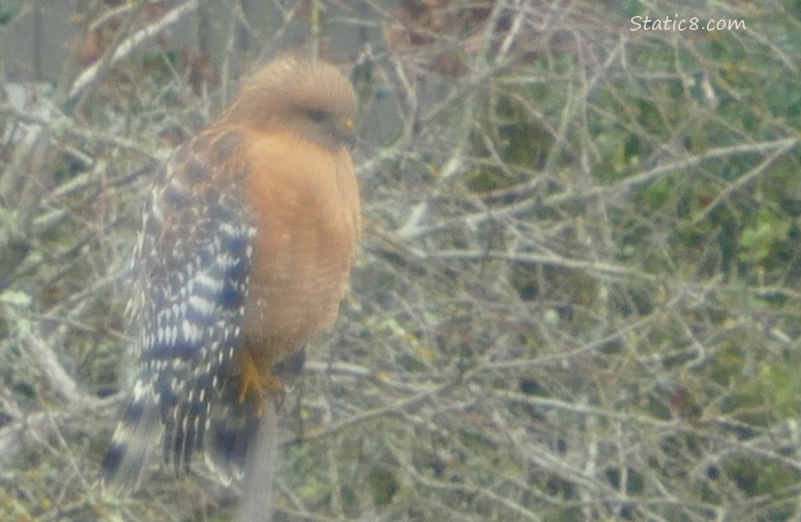 Red Shoulder Hawk standing on a branch