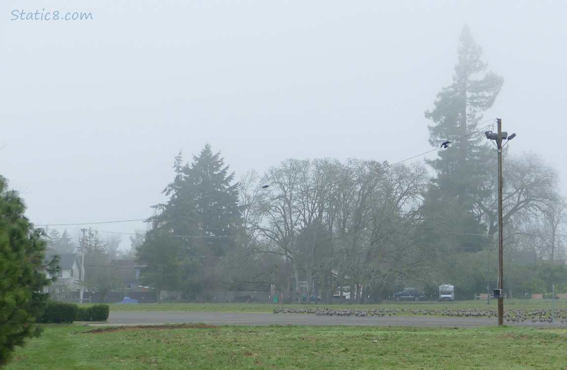 a foggy field with trees in the background