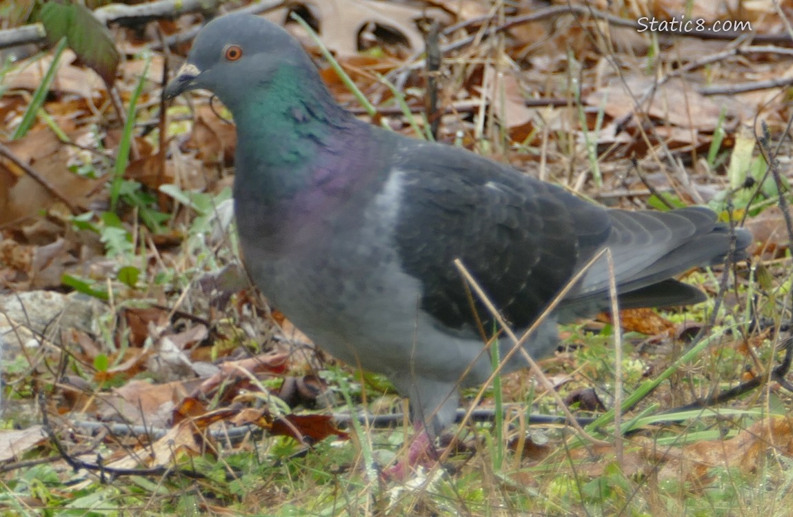 Pigeon walking in the grass