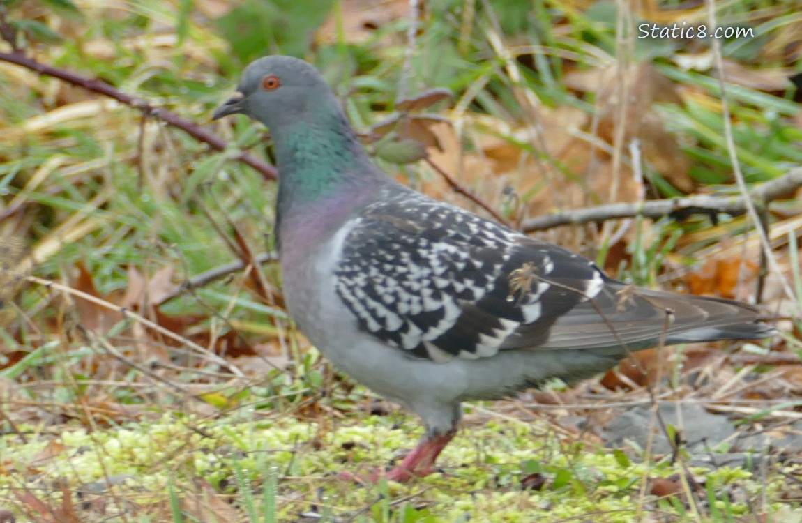 Blurry Rock Dove standing in the grass