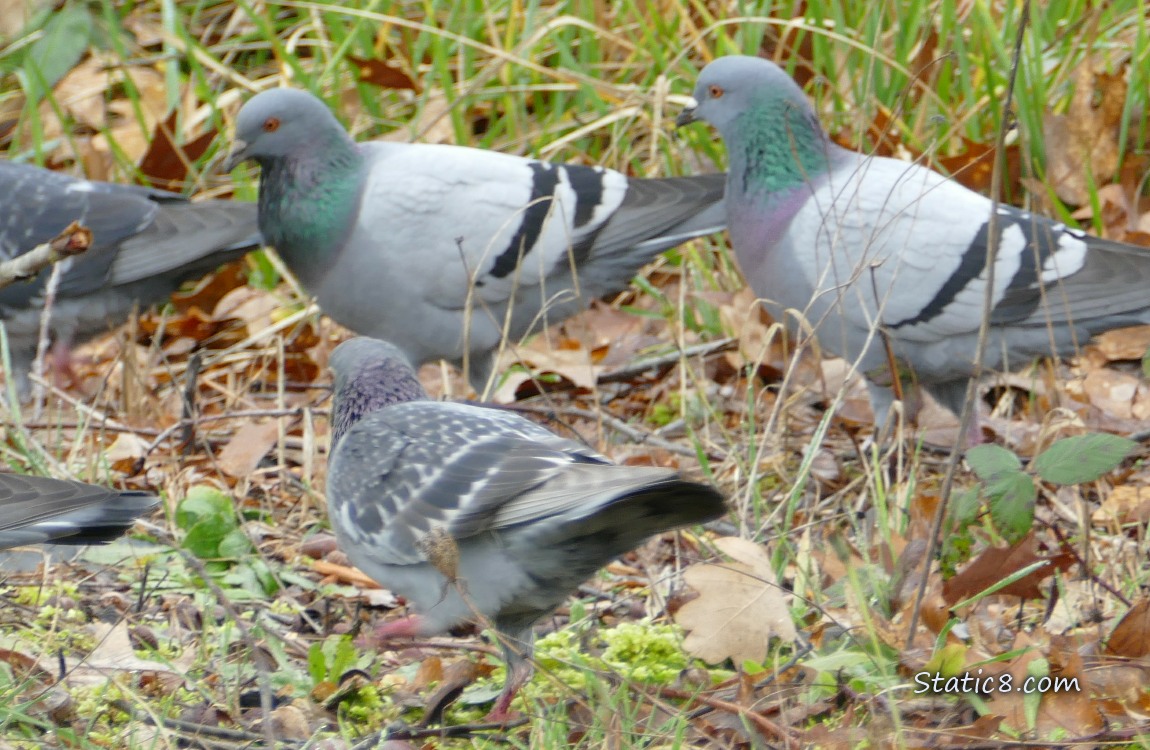 Rock Doves walking in the grass