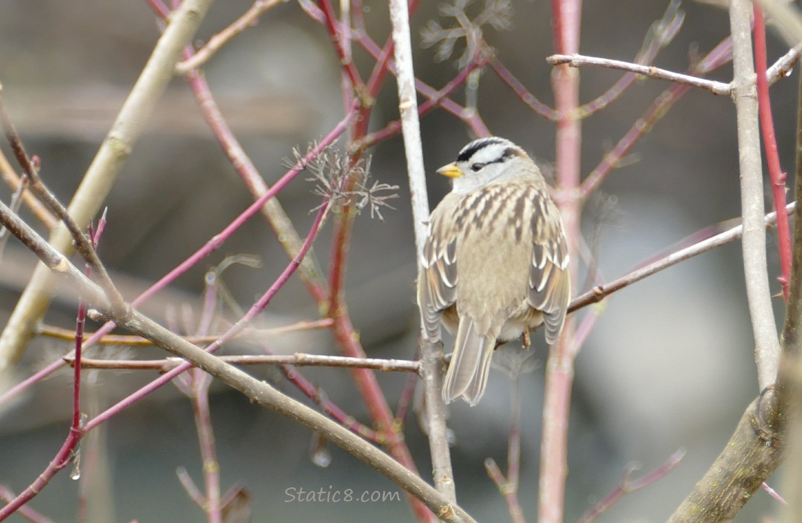 White Crown Sparrow standing in a winter bare bush