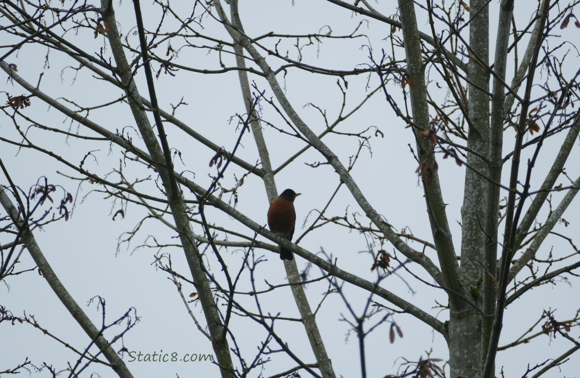 Robin in a winter bare tree