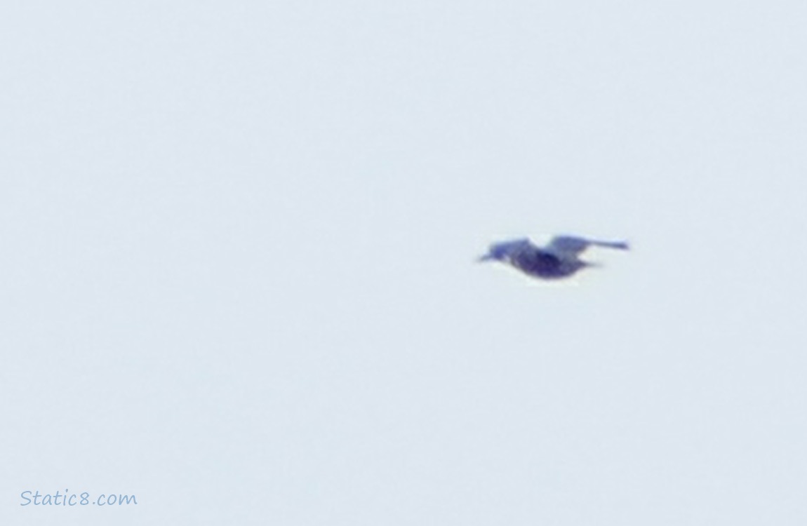 Bird flying in a grey sky