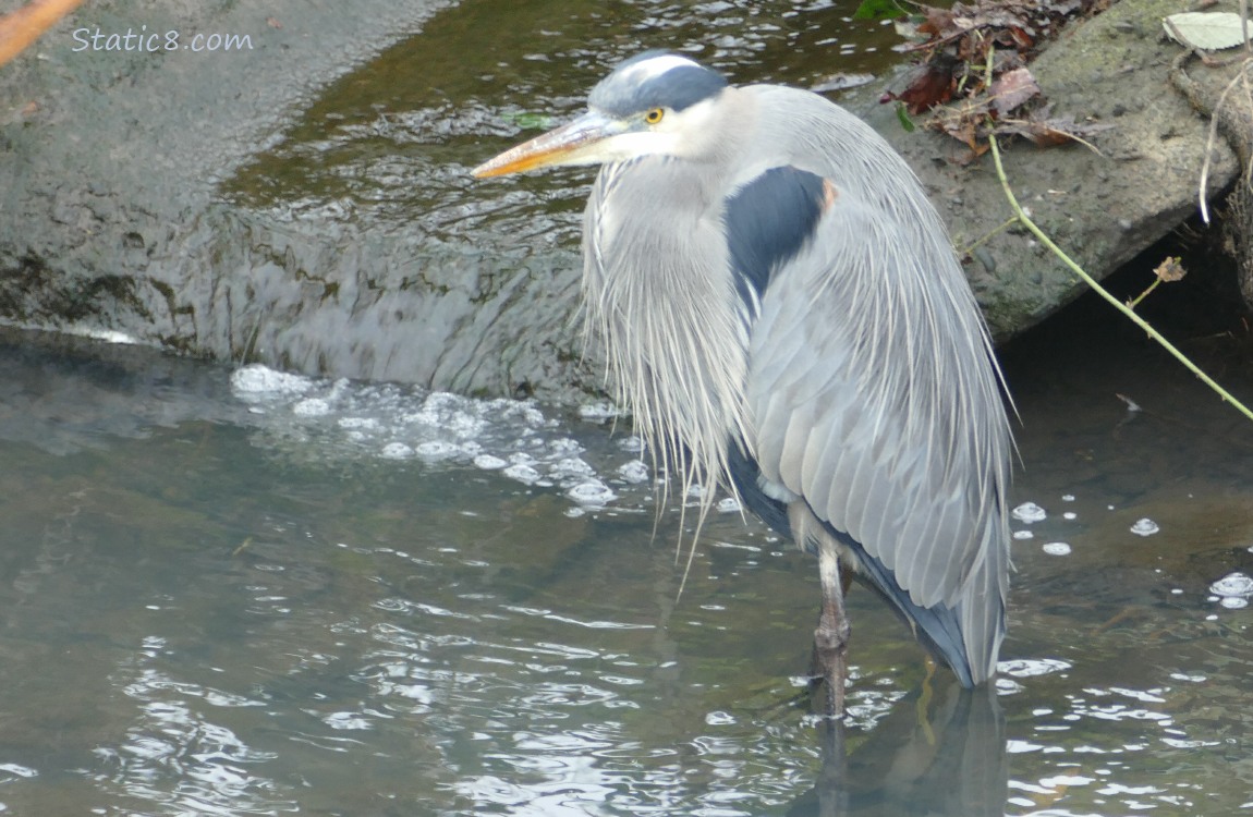 Great Blue Heron standin in shallow water