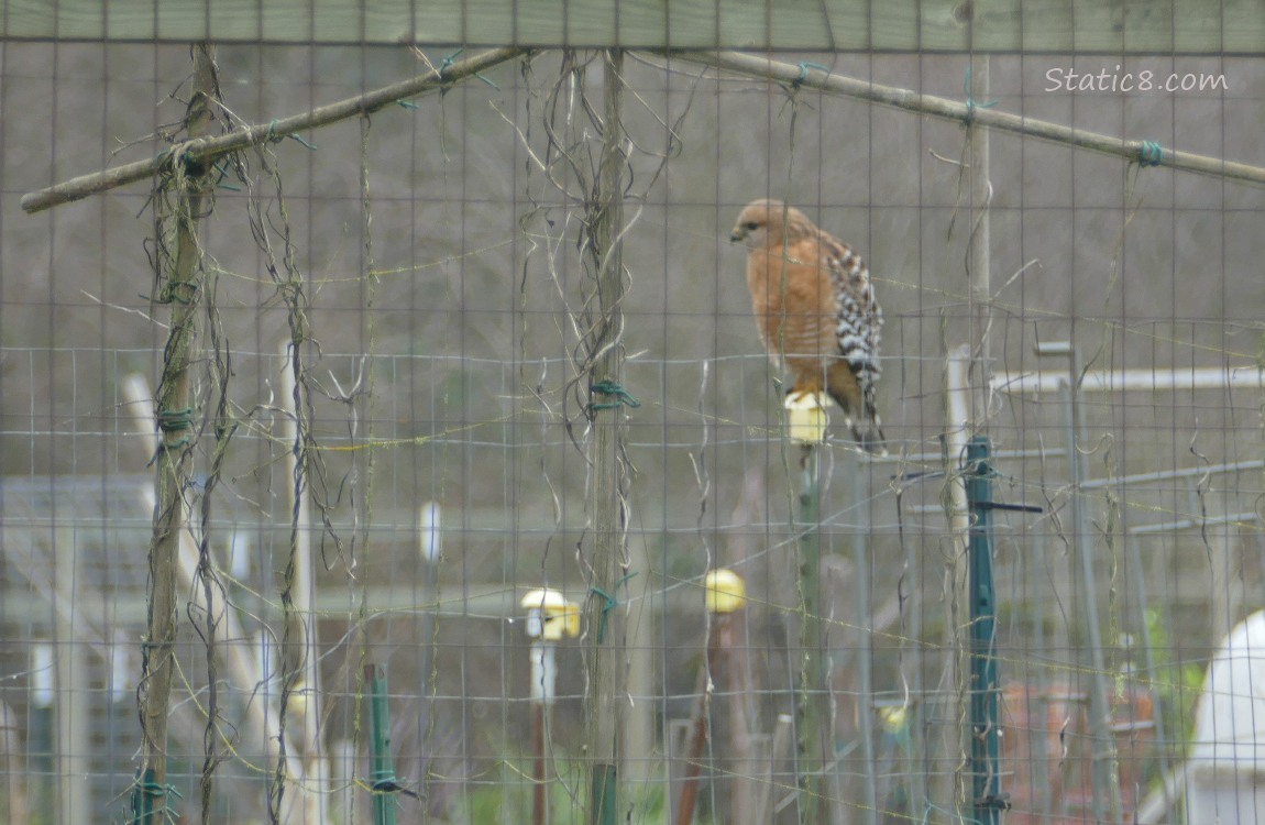 Red Shoulder Hawk past wire fencing