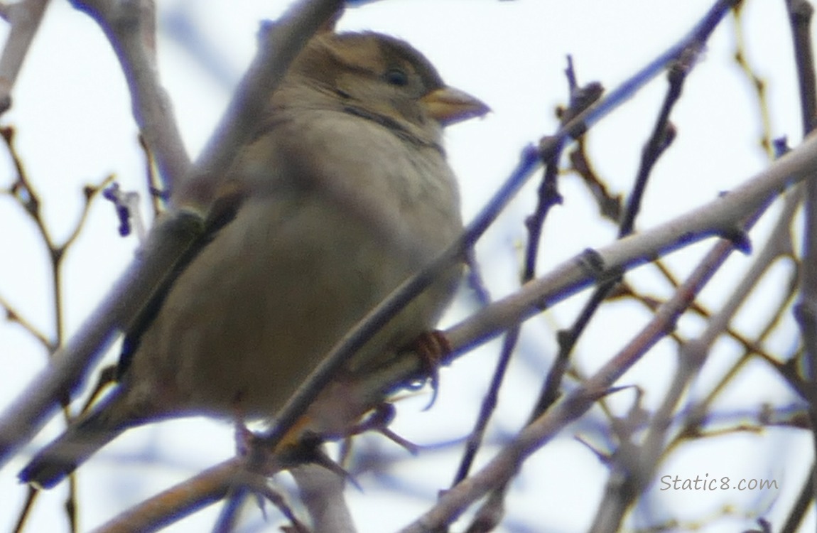 White Crown Sparrow in a winter bare tree