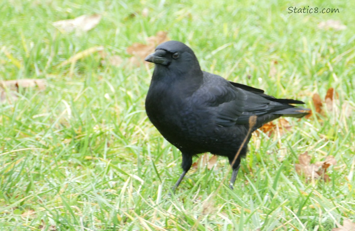 American Crow walking in the grass