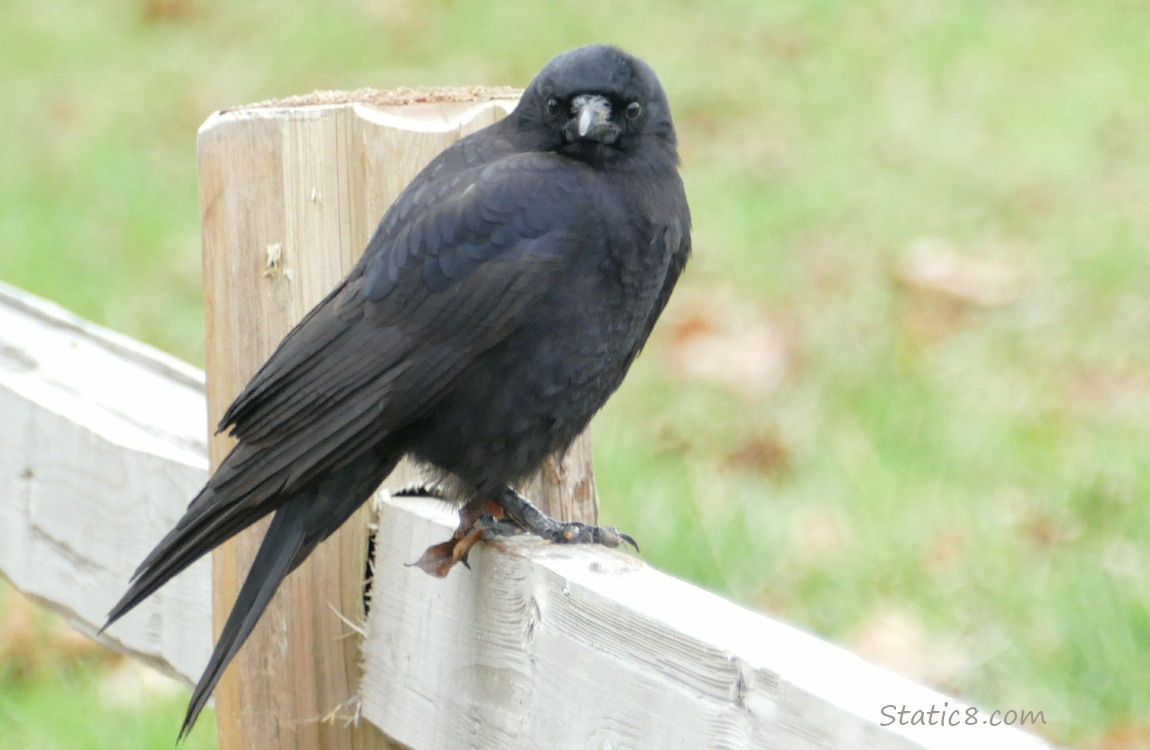 American Crow standing on a rough cut wood fence