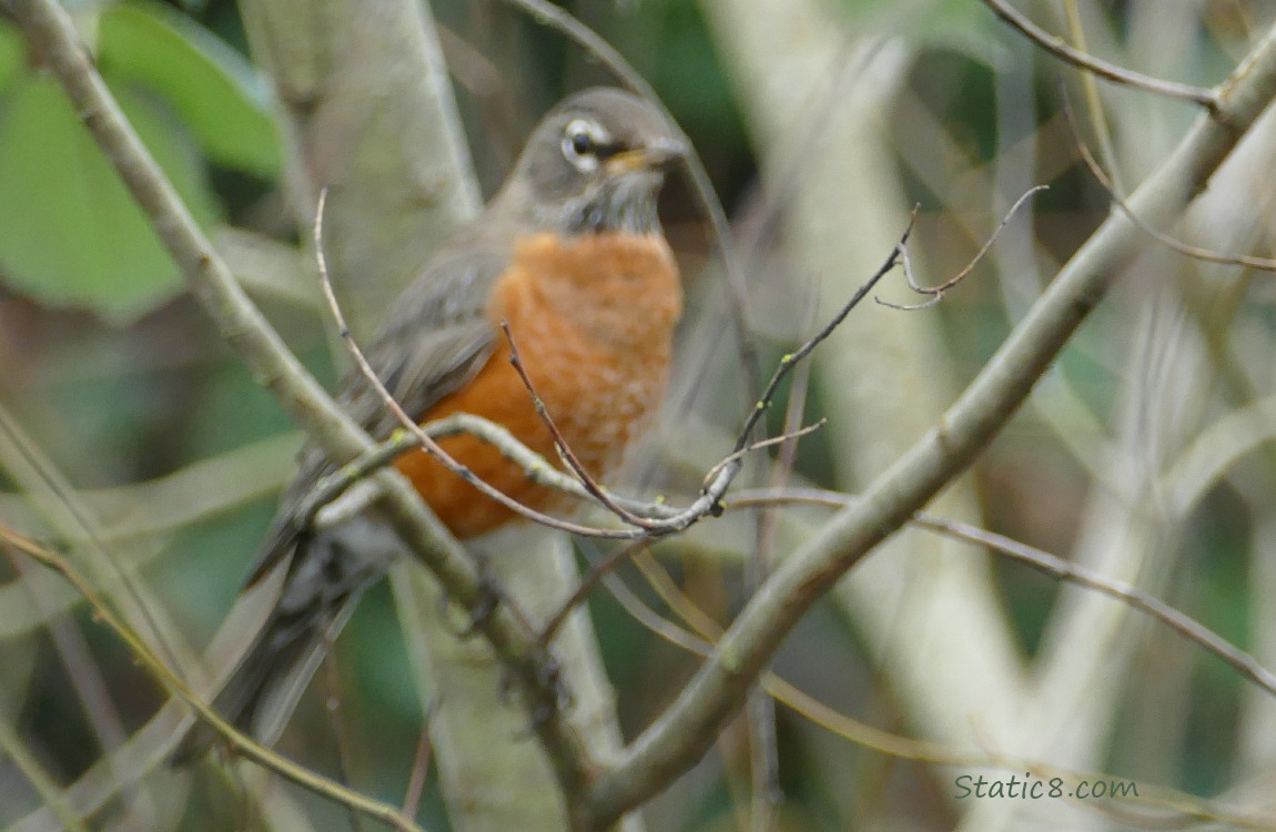 Blurry American Robin behind twigs