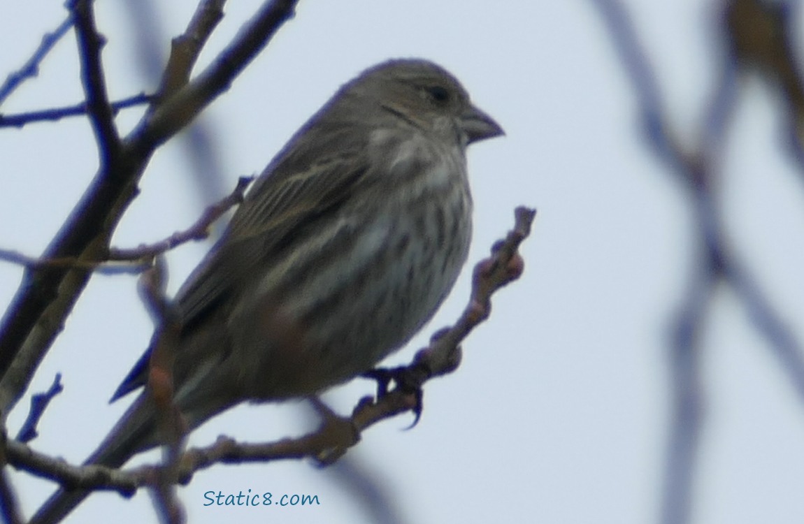 House Finch in a winter bare tree, grey sky in the background