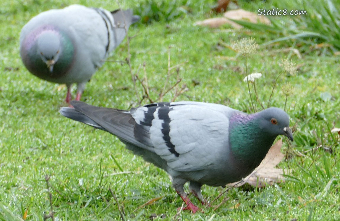 Two Pigeons walking in the grass