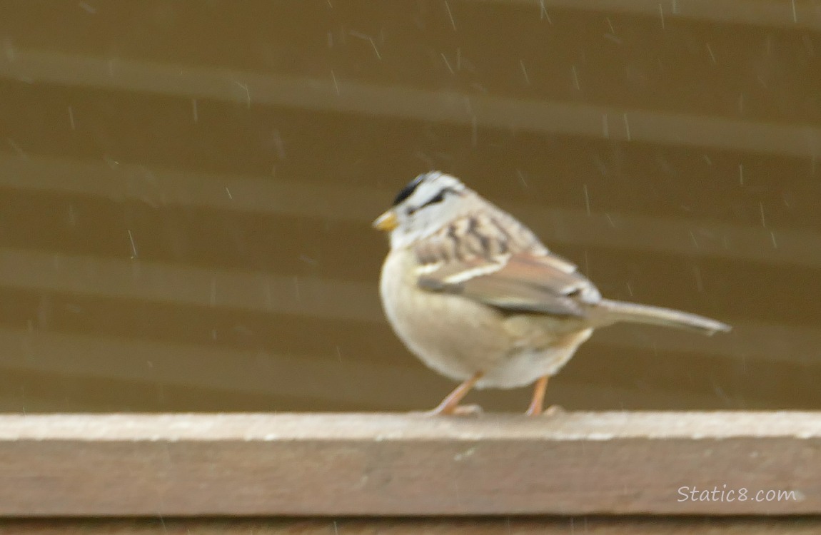 White Crown Sparrow standing on a fence with rain coming down