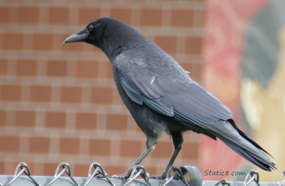 American Crow standing on a chain link fence with red bricks in the background