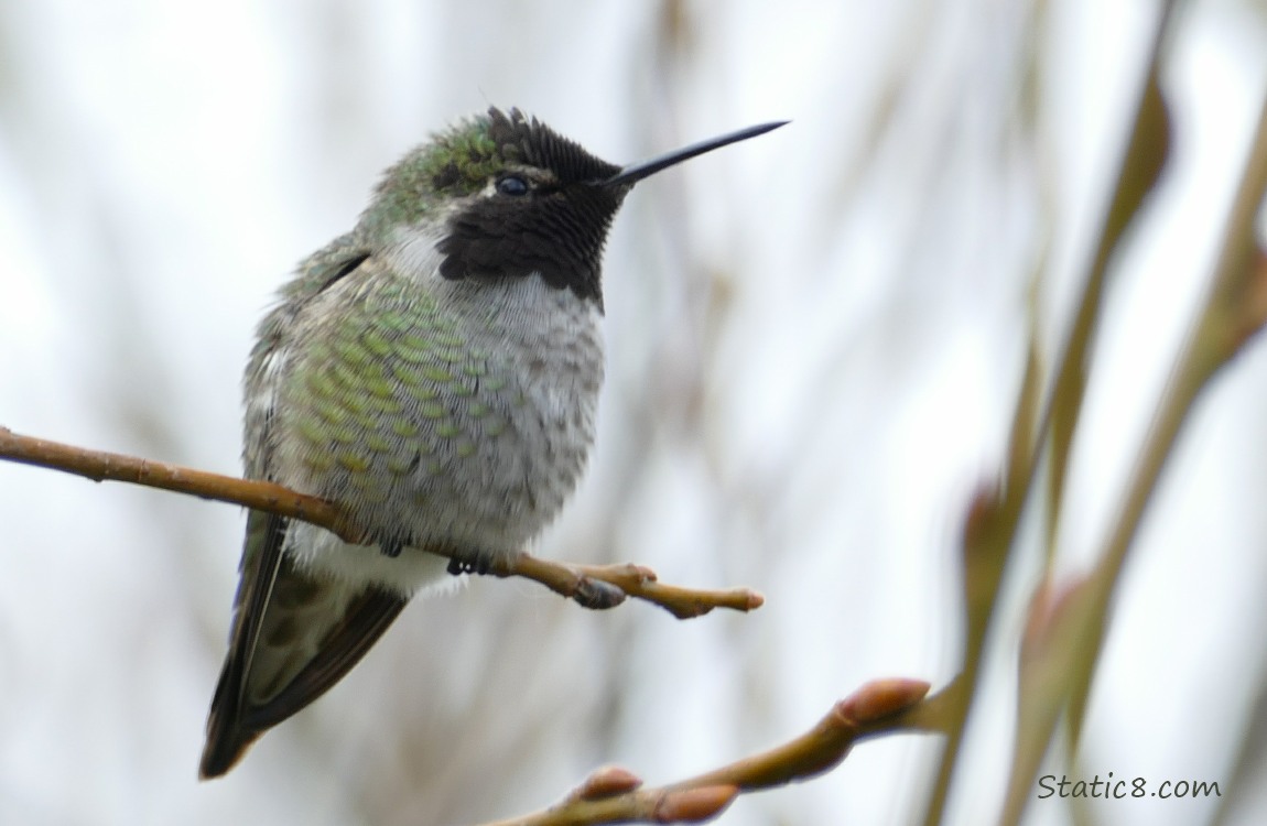 Male Anna Hummingbird standing on a twig, grey sky behind