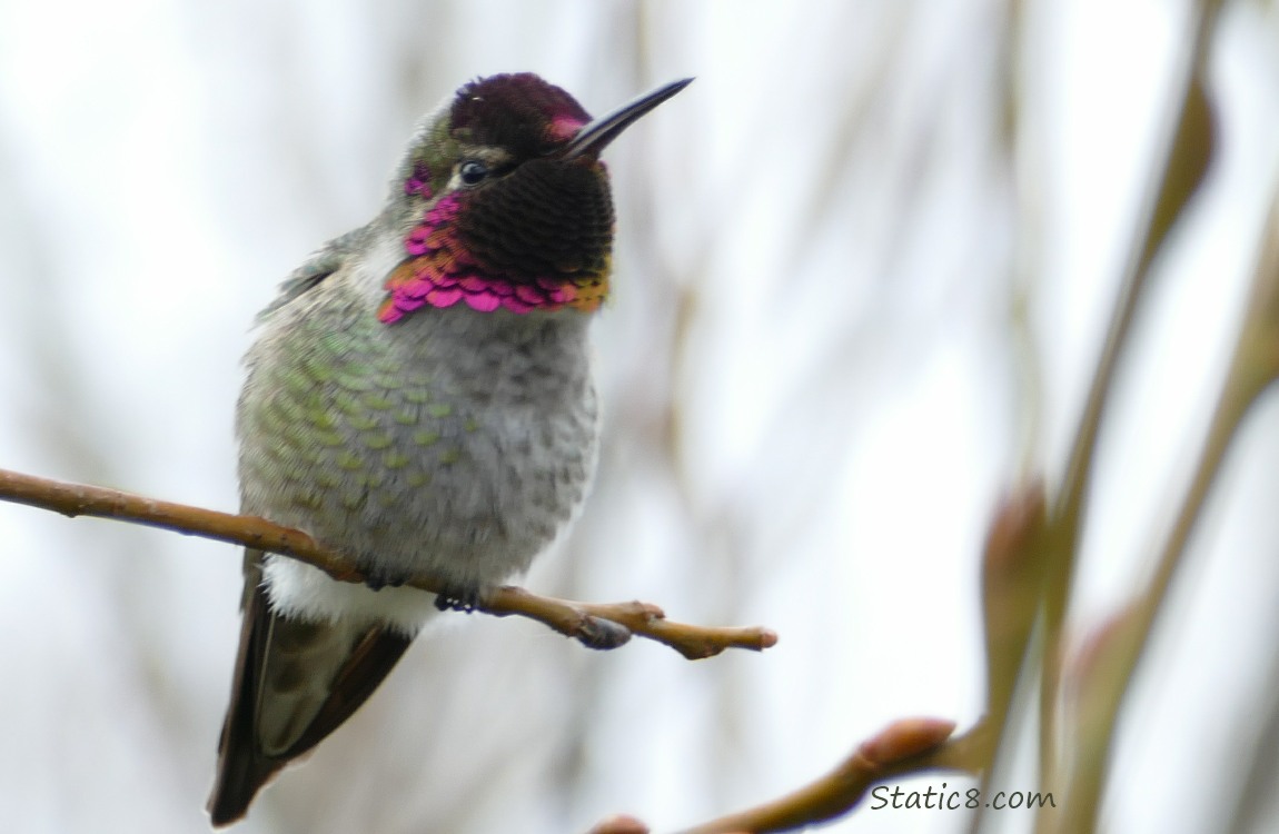 Male Anna Hummingbird standing on a twig, grey sky behind